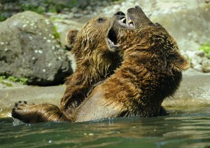 bear-371352_640