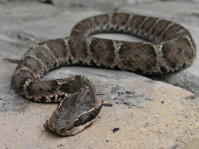 Gloydius_blomhoffiiニホンマムシ