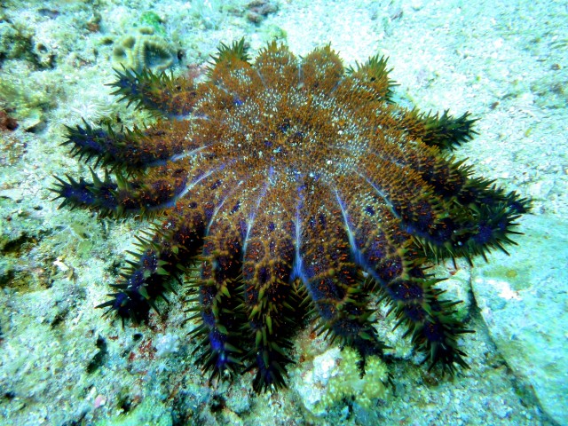 Crown_of_Thorns_Starfish_at_Malapascuas_Island