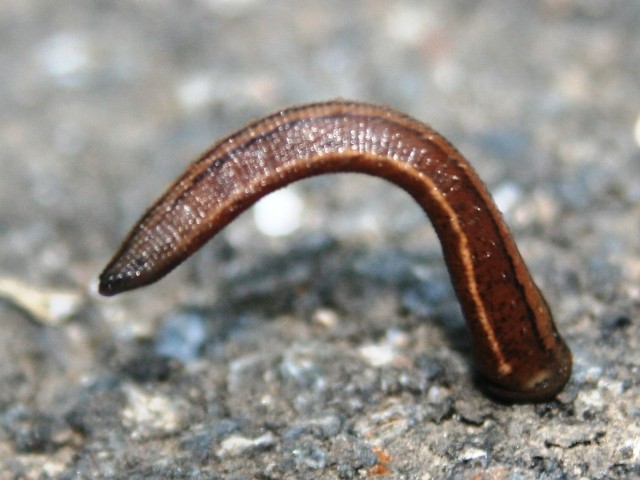 Haemadipsa_zeylanica_japonica_in_Mount_Hanabusa_s2