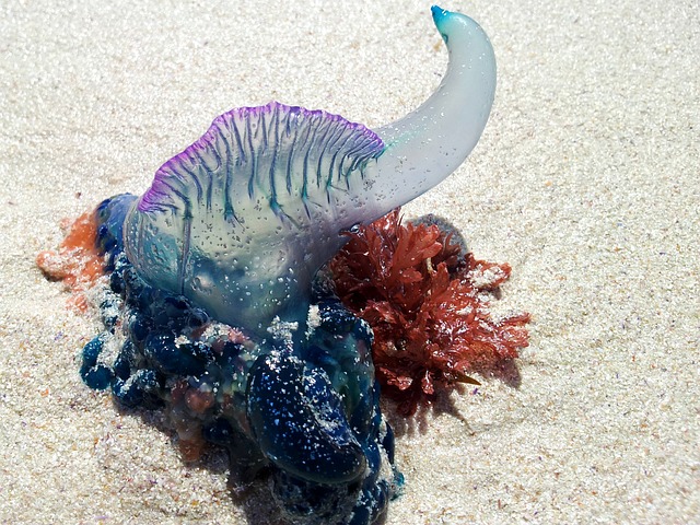 bluebottle-205072_640