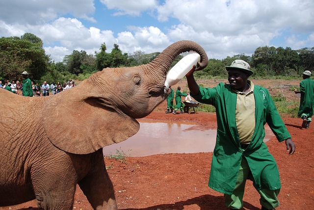 elephant-103588_640