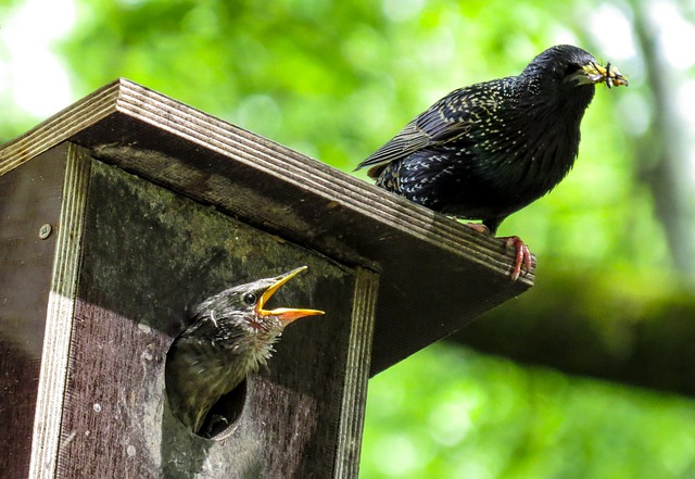 bird-759955_640