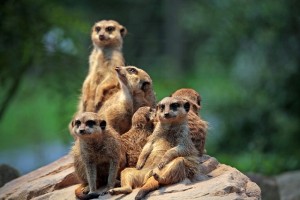 meerkat-658504_640